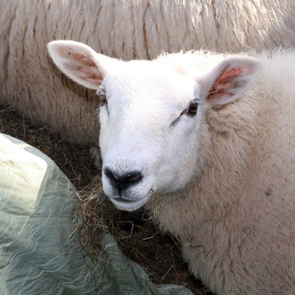 schaap portret